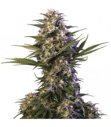 Kraken (Buddha Seeds)