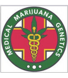 Medical Marijuana Genetics